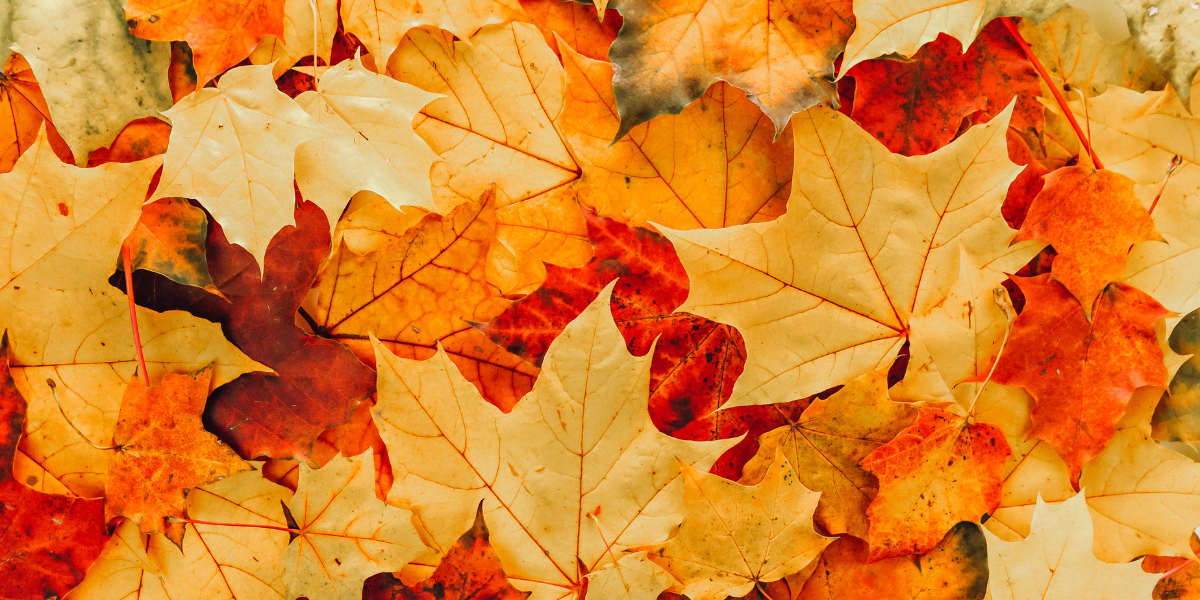 Autumnal fallen red yellow leaves